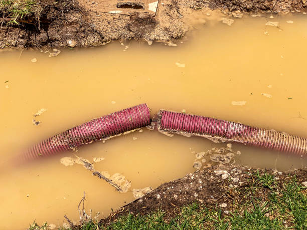 Best Flood restoration services  in Paia, HI